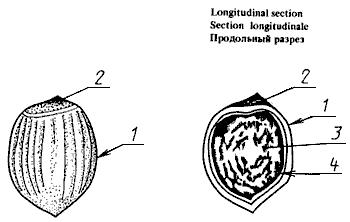 ГОСТ 27520-87 (ИСО/ПМС 1956/2) Фрукты и овощи. Морфологическая и структуральная терминология. Часть 2